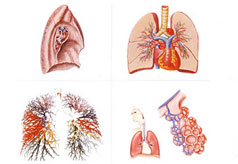 肺气肿图解